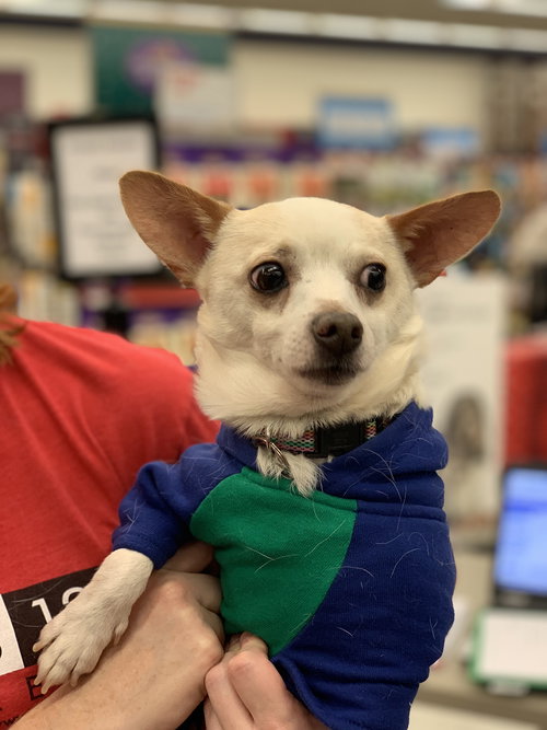 Gizmo