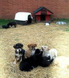Eight is Enough - 3