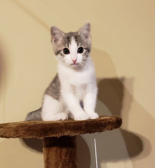 Gracie