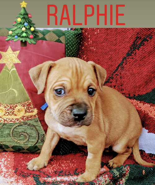 Ralphie