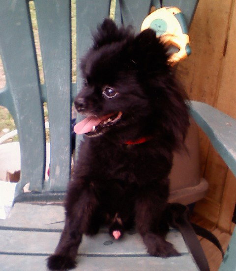 Little Joe