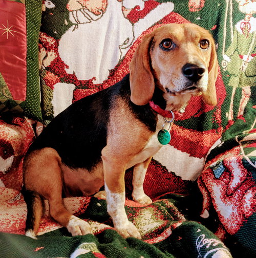 Ellie Mae