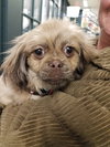 Gizmo