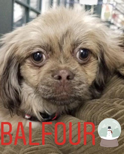 Gizmo