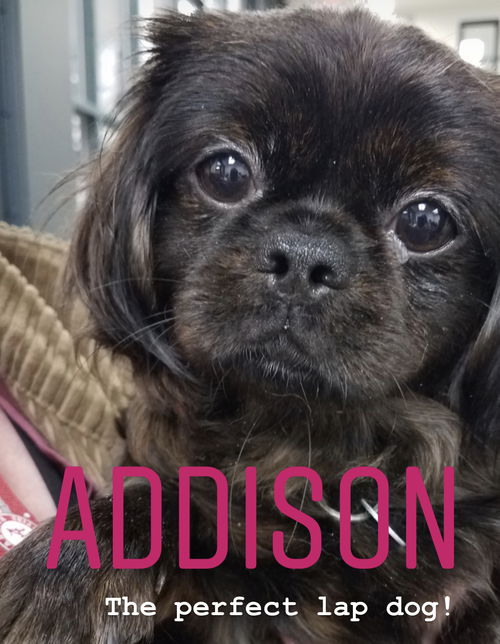 Addison