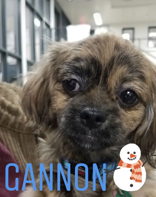 Gannon