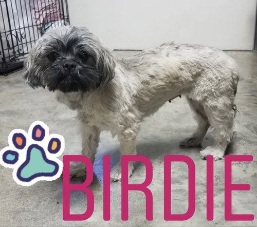 Birdie