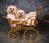 FiFi And Lexi