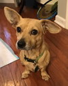 Dobby