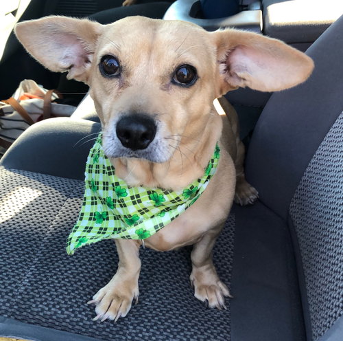 Dobby