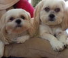 Lexi & FiFi