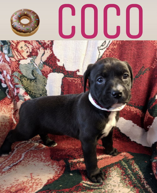 Coco