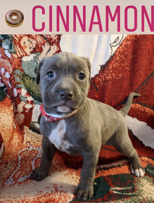Cinnamon