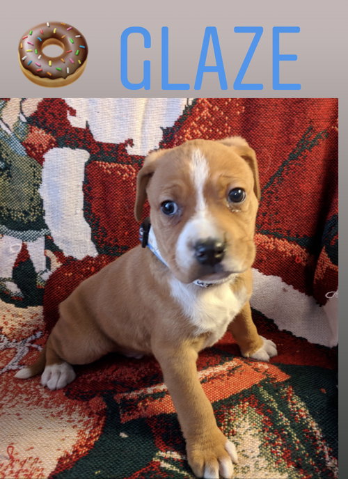 Gus