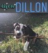 Dillon