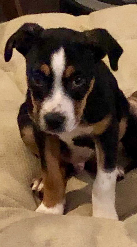 Dillon