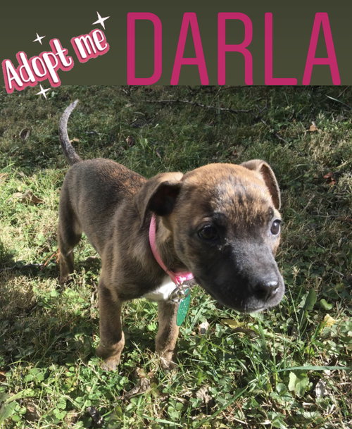 Darla