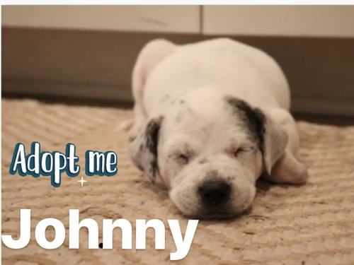 Johnny