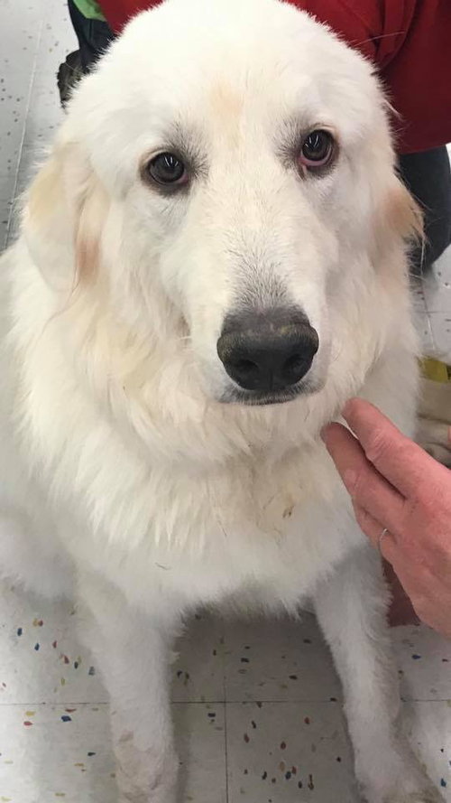 Bernie