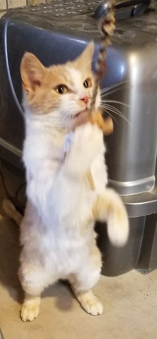 Bojangles