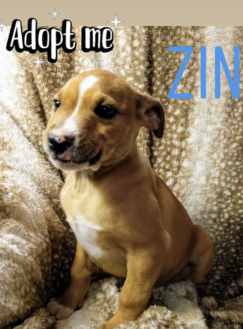 Zin