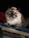 Maggie