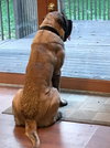 Sampson