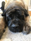 Sampson