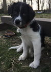 Oliver