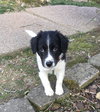 Oliver