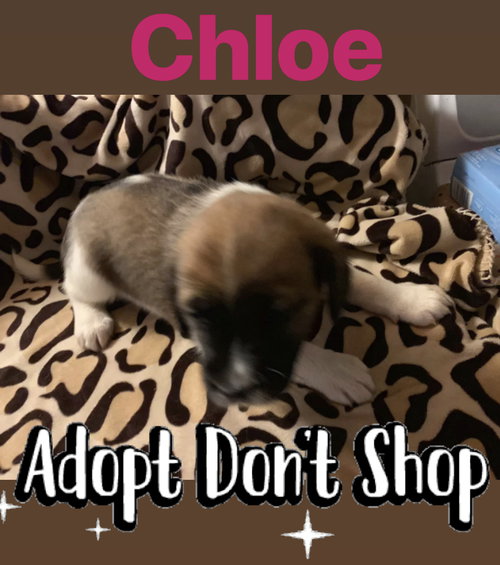 Chloe