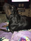 Opal