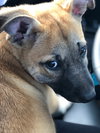 Guinevere