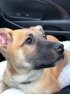 Guinevere