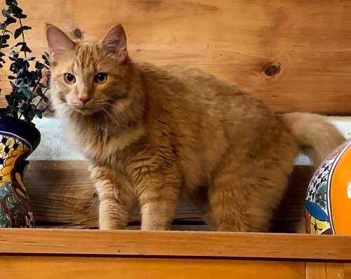 Diego