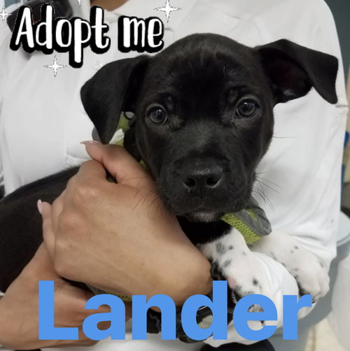 Lander