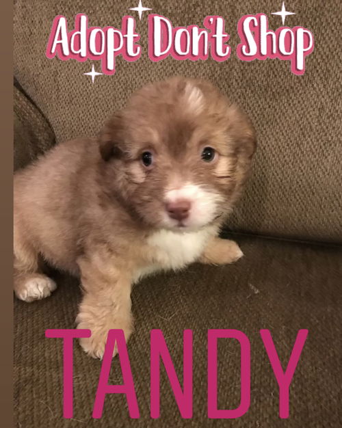 Tandy