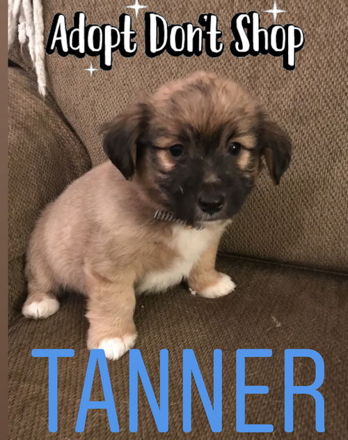 Tanner