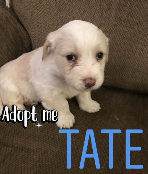 Tate