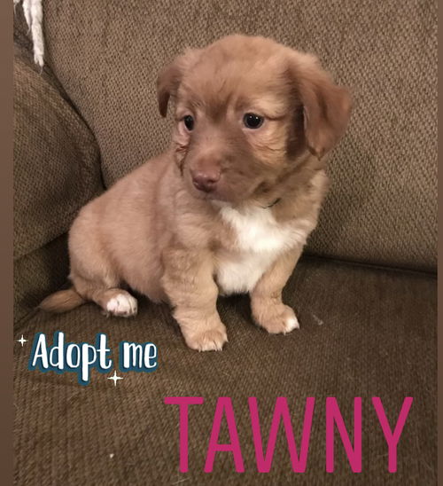 Tawny