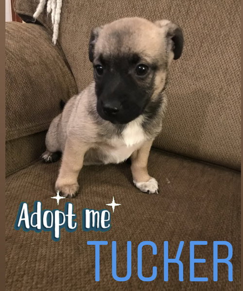 Tucker