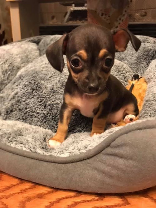 Penelope