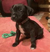 Trudy