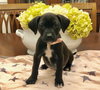 Trudy