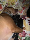 Trudy