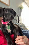 Trudy