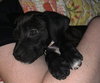 Trudy