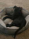 Trudy