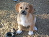 Bailey B
