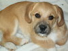 Bailey B